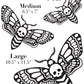 Death Moth Vinyl Decal